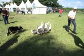 Une démonstration de chiens de conduite de troupeau foire bras panon