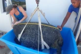 tortue retrouvée morte 29 janvier à saint gilles