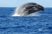 Baleine au large de la baie de Saint-Paul