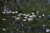 Un troupeau de brebis dans les montagnes près de Bethmale, le 17 août 2023 en Ariège