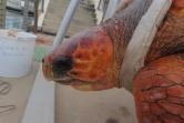 Kélonia : la tortue Davina a retrouvé l'océan