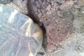 Oeufs pondus par une tortue radiata à Pâques