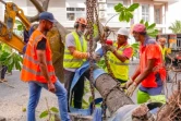 Le Port: transplantation d'arbres à Saint-Denis