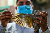 Le vétérinaire Rajkumar Rajput examine un oiseau blessé au Charity Bird hospital, le 24 août 2021 à Gurugram, en Inde