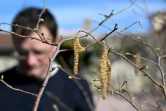 Des étamines de noisetier, dans le pollinarium de Rennes, le 18 mars 2022