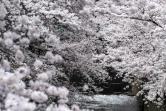 Des cerisiers en fleurs à Tokyo, le 28 mars 2022