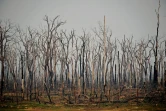 Arbres calcinés dans la forêt amazonienne, le 24 août 2019, près d'Abuna, dans l'Etat de Rondonia au Brésil