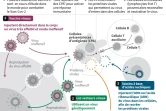 Vaccins et réponse immunitaire