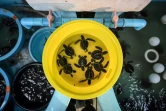 Bébés tortues élevées au Centre de biologie marine de Phuket en Thaïlande le 23 novembre 2021