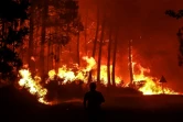 Feu de forêt près de Belin-Beliet, 11 août 2022 en Gironde