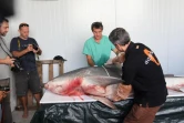 Jeudi 29 Septembre 2011

Capture d'un requin bouledogue