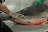Jeudi 29 Septembre 2011

Capture d'un requin bouledogue