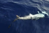 Lundi 24 Octobre 2011

Marquage de requin sur la côte ouest (photo pool/Emmanuel Grondin)