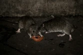 Deux rats se partagent une tranche de tomate, rue de Rivoli à Paris le 15 décembre 2016