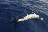 Lundi 24 Octobre 2011

Marquage de requin sur la côte ouest (photo pool/Emmanuel Grondin)