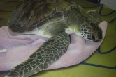 La tortue Katty en soins à Kélonia (Photo Stéphane Ciccione/Kélonia)