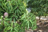 Verger de manguiers dans l'ouest