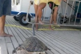 Deux tortues ont été victimes des fils de pêche (photo Kélonia)