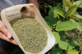 Du kratom séché, le 25 décembre 2018 à Pontianak en Indonésie