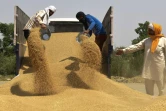 Déchargeant le blé dans la banlieue d'Amritsar, en Inde, le 16 avril 2022