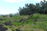 L'ONF crée trois nouvelles réserves biologiques à La Réunion (photo Sophie Bègue/ONF)