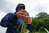Un bénévole prépare des pousses de zostères qui seront plantées dans le fjord de Vejle, au Danemark, le 9 juin 2024