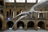 Le squelette d'une baleine bleue dans le grand hall d'accueil du Musée d'histoire naturelle de Londres, le 13 juillet 2017 