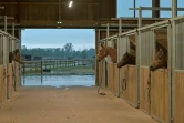 Des chevaux au refuge de la Fondation "30 Millions d'amis", le 9 septembre 2021 à Bannegon, dans le Cher