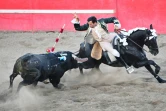 Le cavalier portugais Joao Soller Garcia plante une banderille inoffensive, terminée par un velcro, sur le dos d'un taureau, lors d'une corrida sans effusion de sang organisée le 10 juillet 2022 à Turlock (Californie)