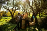 Récolte des olives au domaine d'Aghios Andreas, dans le sud-ouest du Péloponnèse, le 16 décembre 2020 en Grèce