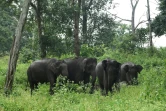 Un groupe d'éléphants sauvages le 17 septembre 2021 dans la réserve du Mudumalai Tiger (Inde)