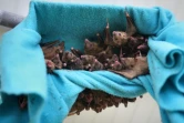 Des chauves-souris   recueillies par Nora Lifschitz dans un repaire de la vallée d'Elah le 22 juin 2016 en Israël