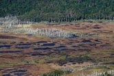 Des arbres de la forêt du parc Karukinka ravagés par des castors, le 10 mars 2021  en Terre de feu, au sud du Chili