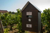 La "Notiphy Box" permet aux promeneurs et aux personnels de savoir qu'une parcelle de vigne vient d'être traitée aux pesticides, le 2 août 2018 à Mersault, en Bourgogne
