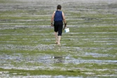 Un homme marche sur la plage de Locquirec, en Bretagne, sui est recouverte d'algues vertes, le 20 juolet 2017.