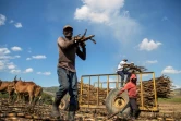 Des ouvriers récoltent de la canne à sucre dans une plantation près d'El Seibo, dans l'est de la République dominicaine, le 27 mars 2023