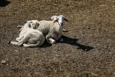 Des moutons dans un champ de céréales touché par la sécheresse, le 7 février 2024 à Berrechid, au sud-est de Casablanca, au Maroc