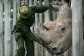 Un soigneur s'occupe de Sudan, le dernier rhinocéros blanc du Nord de sexe mâle connu, dans la réserve d'Ol Pejeta (Kenya), le 5 décembre 2016.