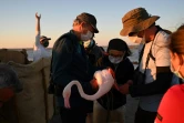 Des volontaires mettent une balise Argos sur un flamant rose pour suivre son évolution, à Aigues-Mortes, près de Montpellier, le 5 août 2020