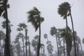 Des palmiers pliés par le vent à Santa Barbara, en Californie, le 4 février 2024