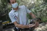 Benoît Girard de l'Office Français de la Biodiversité (OFB) montre un boîtier GPS placé sur le dos d'un canard au Domaine des Grandes cabanes du Vaccarès sud, le 6 septembre 2021 aux Saintes-Marie-de-la-Mer