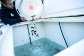 Des poissons sont déversés dans une cuve après une pêche électrique  pour sauver les poissons de la rivière "La Savoureuse", victimes de la sécheresse, le 5 août 2020 à Lepuix, dans le Territoire de Belfort