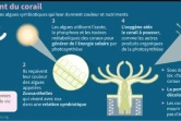 Le blanchissement des coraux