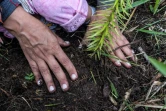 Gape Gakran plante un pied d'araucaria, le 13 mars 2023, dans l'Etat brésilien de Santa Catarina