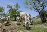 Un troupeau de vaches pait à Binder, dans le sud-ouest du Tchad, le 12 juin 2024