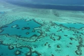 La Grande barrière de corail, en Australie, près de la côte des Whitsunday Islands, photographiée le 20 novembre 2014