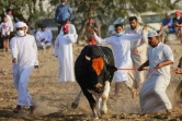 Des hommes préparent un taureau pour un combat de taureaux dans l'émirat de Foujaira, aux Emirats arabes unis, le 5 février 2022