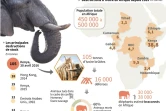 Carte et graphiques évoquant le commerce illégal et la destruction d'ivoire en Afrique