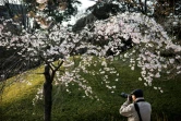 Partout, la même fièvre s'empare des Japonais, qui se pressent en foule dans les parcs pour pique-niquer sous les cerisiers en fleurs et les contempler.