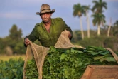 Fernando Hernandez dans des champs de tabac à San Juan y Martinez, le 24 février 2018 dans la province cubaine de Pinar del Rio